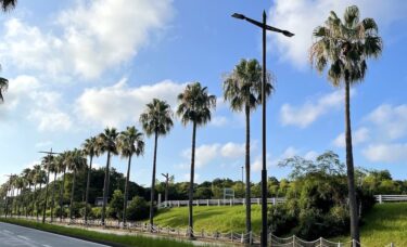 葛西臨海公園のヤシの木